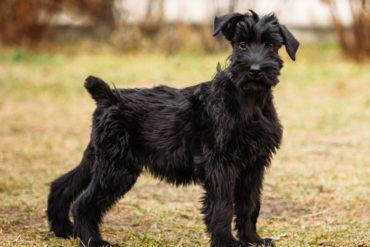 schnauzer riesenschnauzer